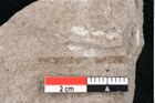 Foto (Detailansicht) von Puccinites zosterae Ettingshausen (NHMW-GEO-2024-0188-6626)